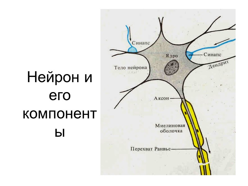 Нейрон и его компоненты